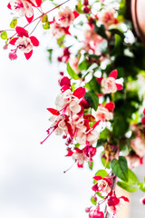 Macro closeup of hanging red and white fuchsia flowers