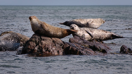 Common Seal (Phoca Vitulina) and Grey Seals (Halichoerus Grypus) on Shore of Scotland, United Kingdom © Petr Jelinek
