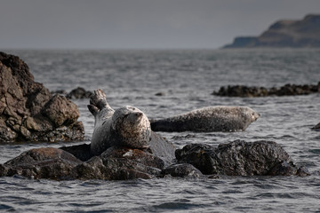 Common Seal (Phoca Vitulina) and Grey Seals (Halichoerus Grypus) on Shore of Scotland, United Kingdom