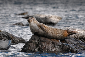 Common Seal (Phoca Vitulina) and Grey Seals (Halichoerus Grypus) on Shore of Scotland, United Kingdom