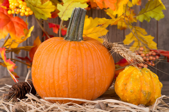 Closeup of a Pumpkin and Squash With Colorful Leaves in Background