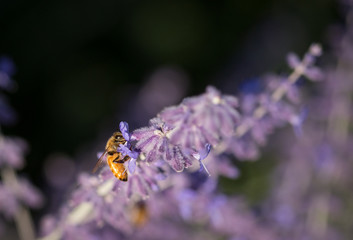 Bee in lavender
