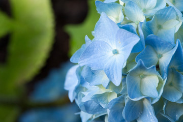 Blue Hydrangea