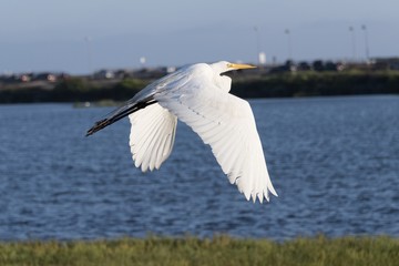 Great Egret in flight in the Bols Chica Reserve