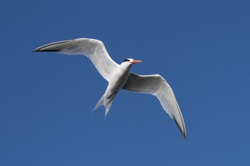 Tern in flight in the Bolsa Chica Reserve 