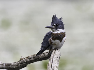 Belted Kingfisher Portrait 