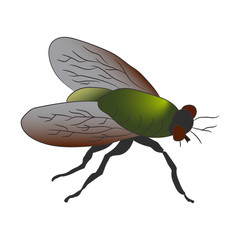Colorful housefly Musca Domestica. Vector illustration. Drawing by hand