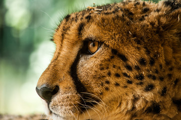 Taunting the cheetah