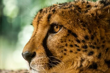 Taunting the cheetah © zemkooo2