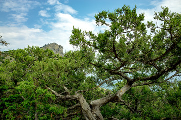 Tree and mountain Koba-Kaya, New World