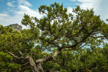 Fototapeta premium Juniper in the mountains near the Black Sea
