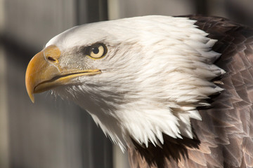 American bald eagle portrait head shot captive bird
