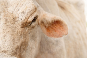 Detail And Close-up Of Cow Face In Farm