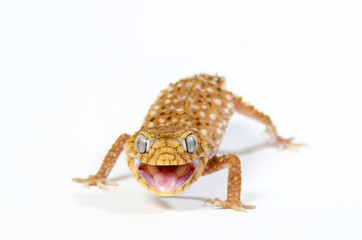 Knob Tail Gecko Nephrurus 