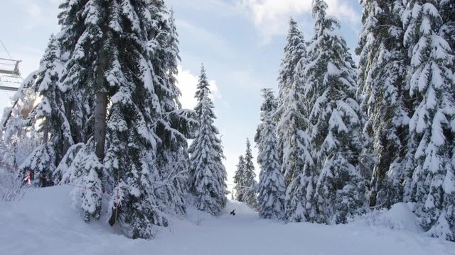 A crow lands and takes off again in a deserted snowy lane on Grouse Mountain near Vancouver, Canada. 4k. Slow motion.