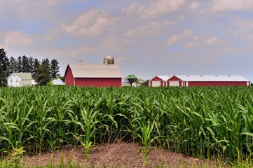 A maturing corn crop on an Illinois farm begins to obscure a farmhouse, barn, silos and other...