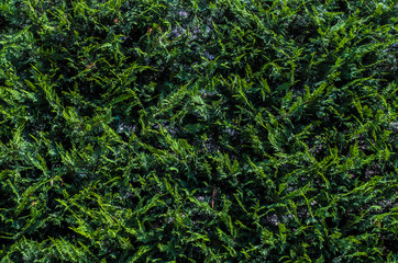 Spruce Tree Background