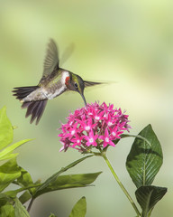 Fototapeta na wymiar Male Ruby-Throated Hummingbird on Penta