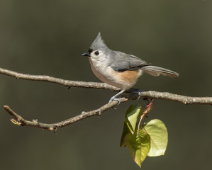Tufted Titmouse