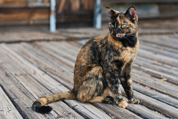 Cat