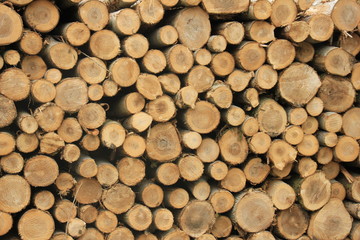 Chopped fuel wood in a forest