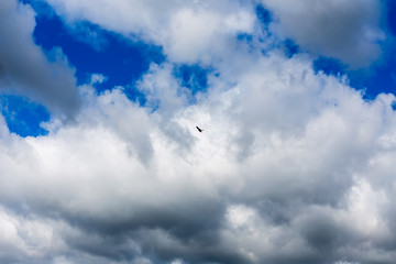 Vogel am blauen wolkigen Himmel