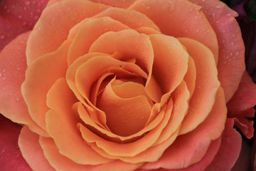 Big pink rose