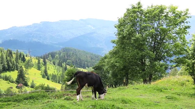 Cow grazing in sunny day