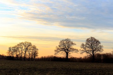 Fototapeta na wymiar Sonnenuntergang mit Bäumen und wolkigem Himmel
