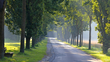 Sonnenstrahlen in Allee von Laubbäumen