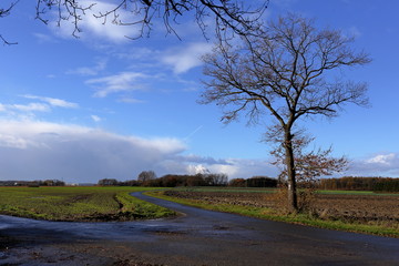 Weggabelung an einem Baum vor blauem bewölktem Himmel