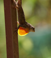 A Lizard Displays his Colorful Throat 