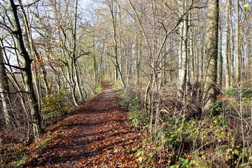 Waldweg mit Laub