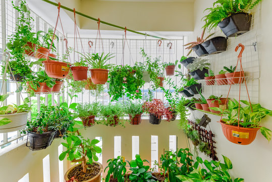 Home grown flowers and herbs in the hanging pots at balcony at Ang Mo Kio area. Growing a garden in a sharing apartments balcony/corridor is popular in Singapore. Great for urban farm publications.