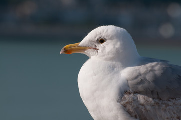 Seagull closeup