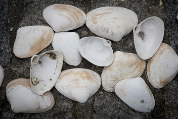 A BIRDS EYE VIEW PHOTOGRAPH OF A GROUP OF SEASHELLS