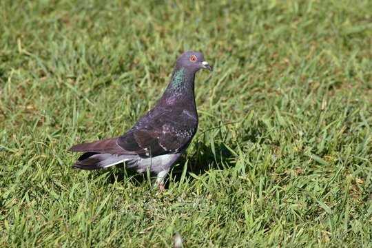 Pigeon