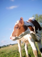 Calf in a meadow	