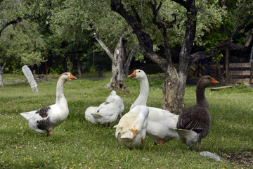 freilaufende Gänse auf einem Bio-Bauernhof © bennytrapp