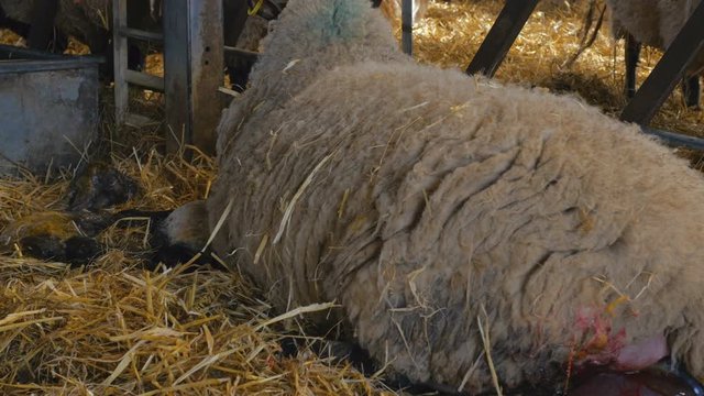 Sheep ewe licks her lamb after giving birth in barn, she does this in order to claim it as her own and form the bond a perant has with their offspring.