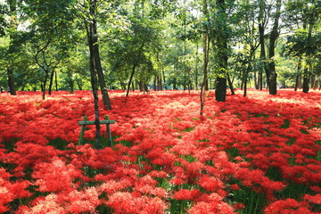 満開の曼珠沙華