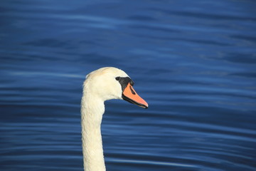 A Single swan