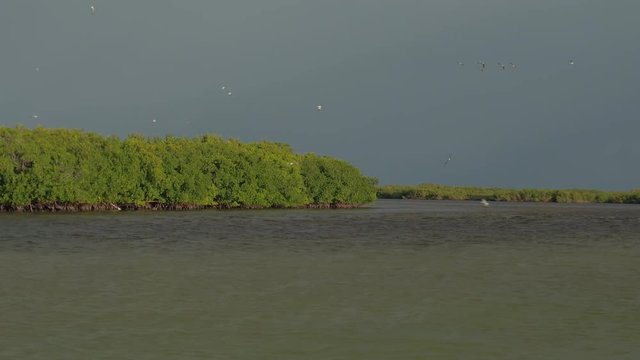 Seagulls flying above the water surface at Rio Lagartos lagoon on stunning sunny evening before rainstorm. Gulls gliding above the muddy river in beautiful mangrove swamp at sunrise, Yucatan, Mexico