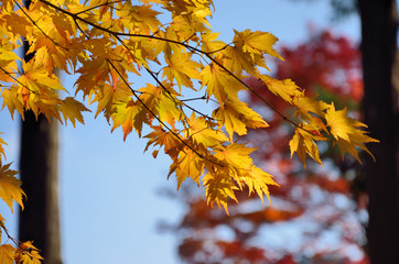 紅葉
