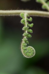 Naklejka premium Fern