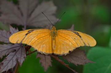 Orange Butterfly
