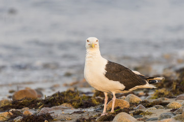 Great Black-backed Gull on rocky shoreline