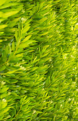 tree fence