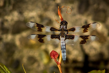 dragonfly