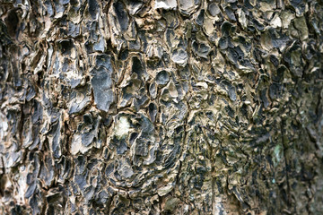 Bark texture background.